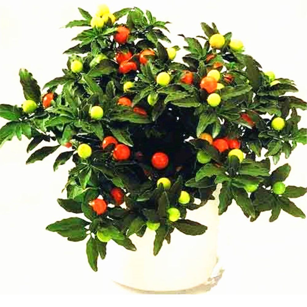 冬珊瑚的花期管理