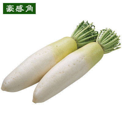 豪感角苏北洪泽湖新鲜蔬菜白萝卜皮薄肉嫩脆爽多汁当日采摘发货2500g